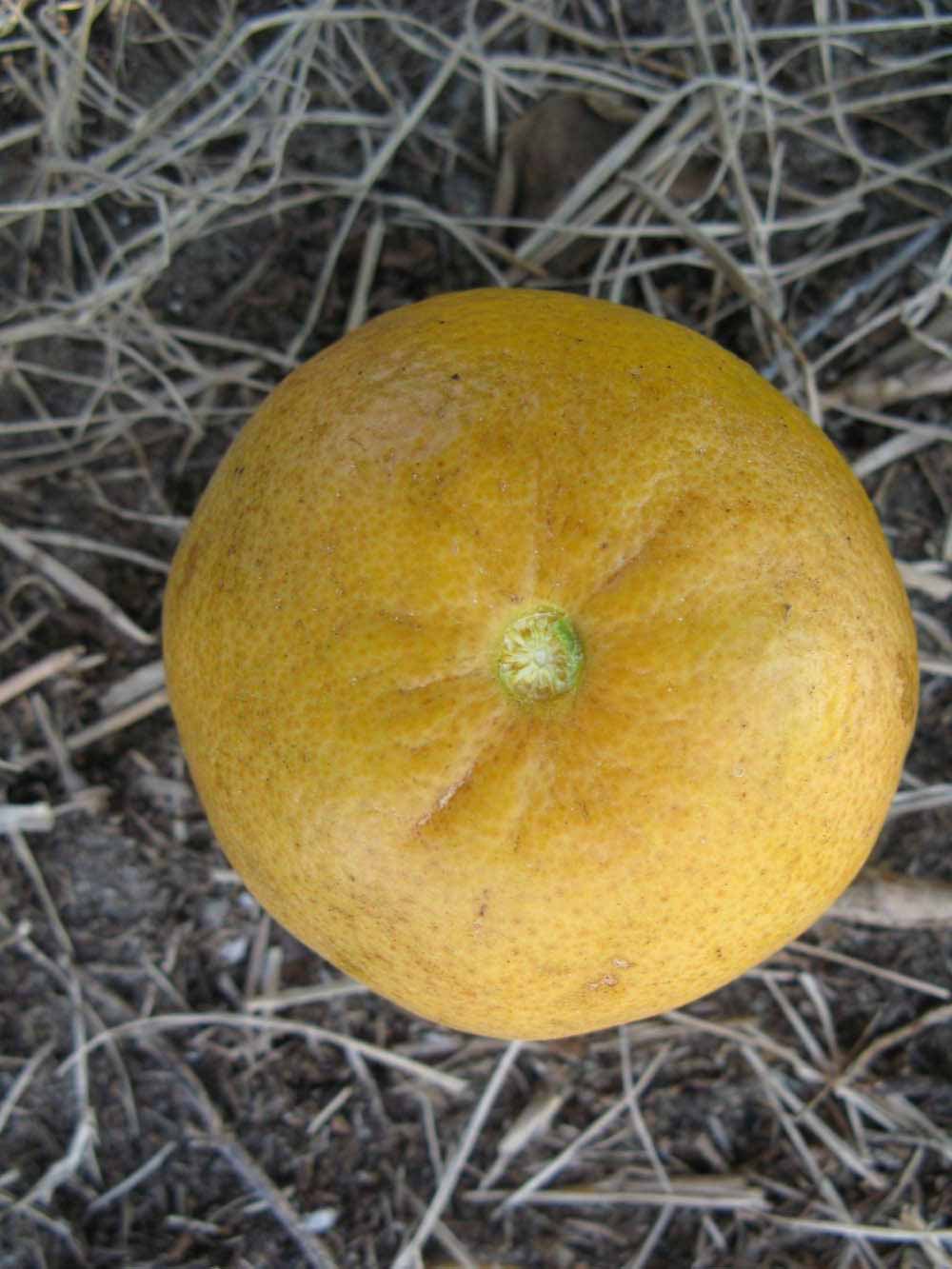              Fruit (Winter Haven, FL)       